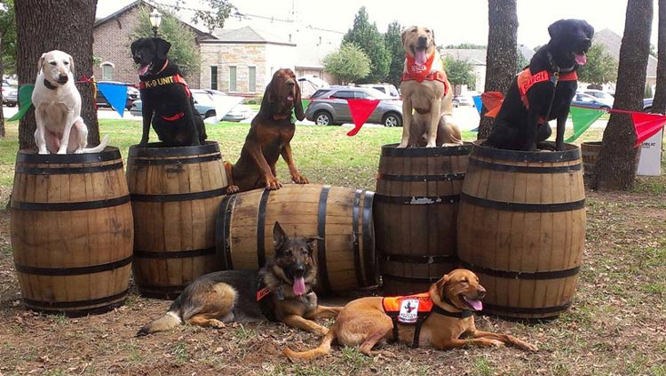 Dogs posing on barrels - Search One Rescue Team - Dallas Ft. Worth K9 Search and Rescue