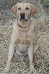 Scooby - Memorial Roll Call - Search One Rescue Team